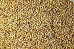 Foxtail Millet (Kakun / Kangni)
