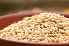 Sarbati (Wheat)