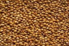 Kodo Millet