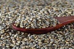 Pearl Millets (Bajra)