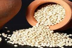 Sorghum Millet (Jowar)