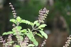 Tulsi Ark