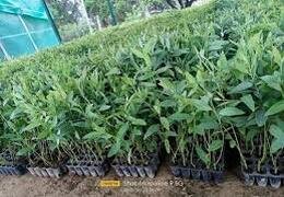 U.K. Liptis (Eucalyptus)