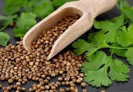 Coriander